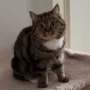 meow