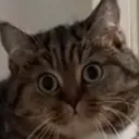 meowmeow