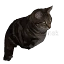 nek 