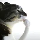 catthink