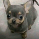 Smirk