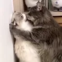 Cat hug