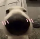 Cute Doggo