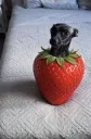 Strawberry Dog