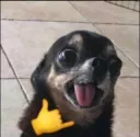 Puppy_YeahYeah