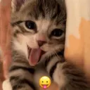 Gatito 😛