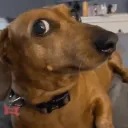 Cachorro curioso /bda