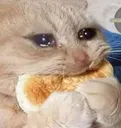 crying cat