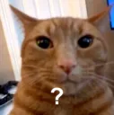 Cat Questioning