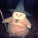 Wizard Cat