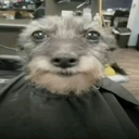 staredog avelune