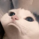 Sad Cat