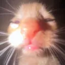 Que pasho? (Furry Verse