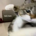 Reply back cat punch