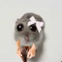 No money hamster
