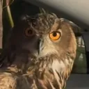owl stare