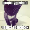 cat kiss