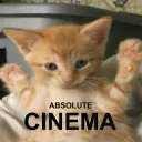 cinema cat