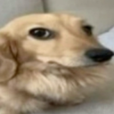 Cachorro desconfiado