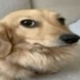 Cachorro desconfiado