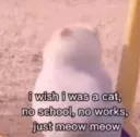 Wish I was a cat 