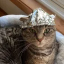 Tinfoil cat