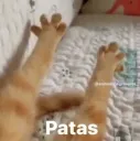 Paws
