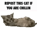Chill cat ┃.gg/sykko