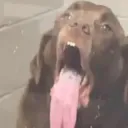 licking dog