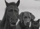 Horse cat dog