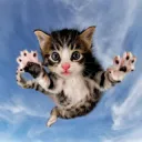 Gato