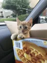 waffle box