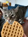 waffle nommies