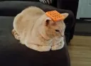 waffle hat