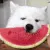 Dog Watermelon