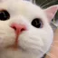 emyy#9999 's cat comfused face