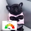 Low cortisol