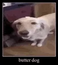 Butter Dog INNIT