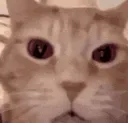 cat laugh