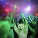 disco cat