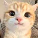 hepi cat
