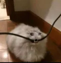 electrokitty