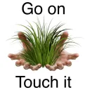 go touch grass