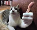 Cat thumb 