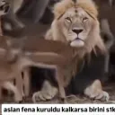 aslan sinirlendi