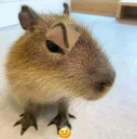 QueMandanChat