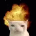 Cat Boom