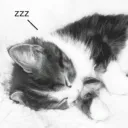 catsleepzzz