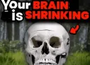 brain is shrinking 