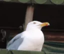 SKREM